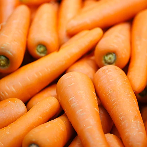 Carottes Bio